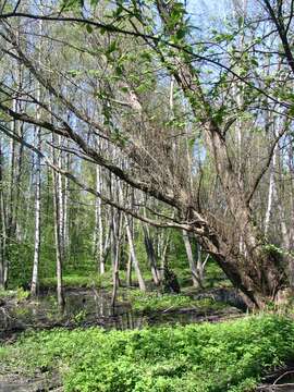 Image of European alder