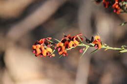 Image of <i>Daviesia ulicifolia</i> subsp. <i>incarnata</i>