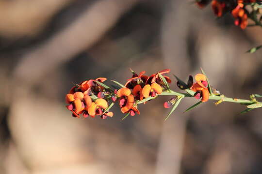 Image de <i>Daviesia ulicifolia</i> subsp. <i>incarnata</i>