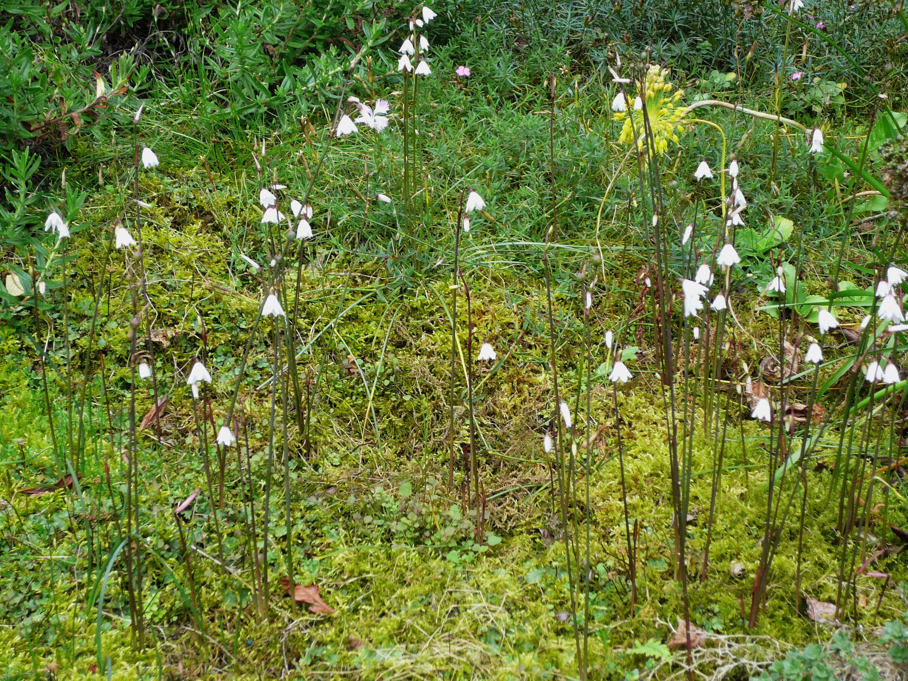 Слика од Acis autumnalis (L.) Sweet