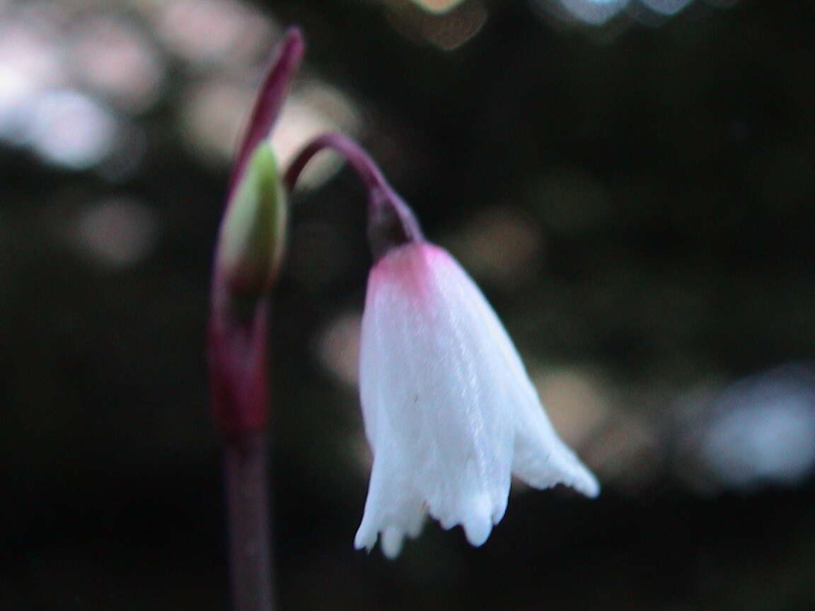 Слика од Acis autumnalis (L.) Sweet