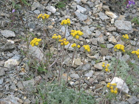 Image of Glacier Wormwood