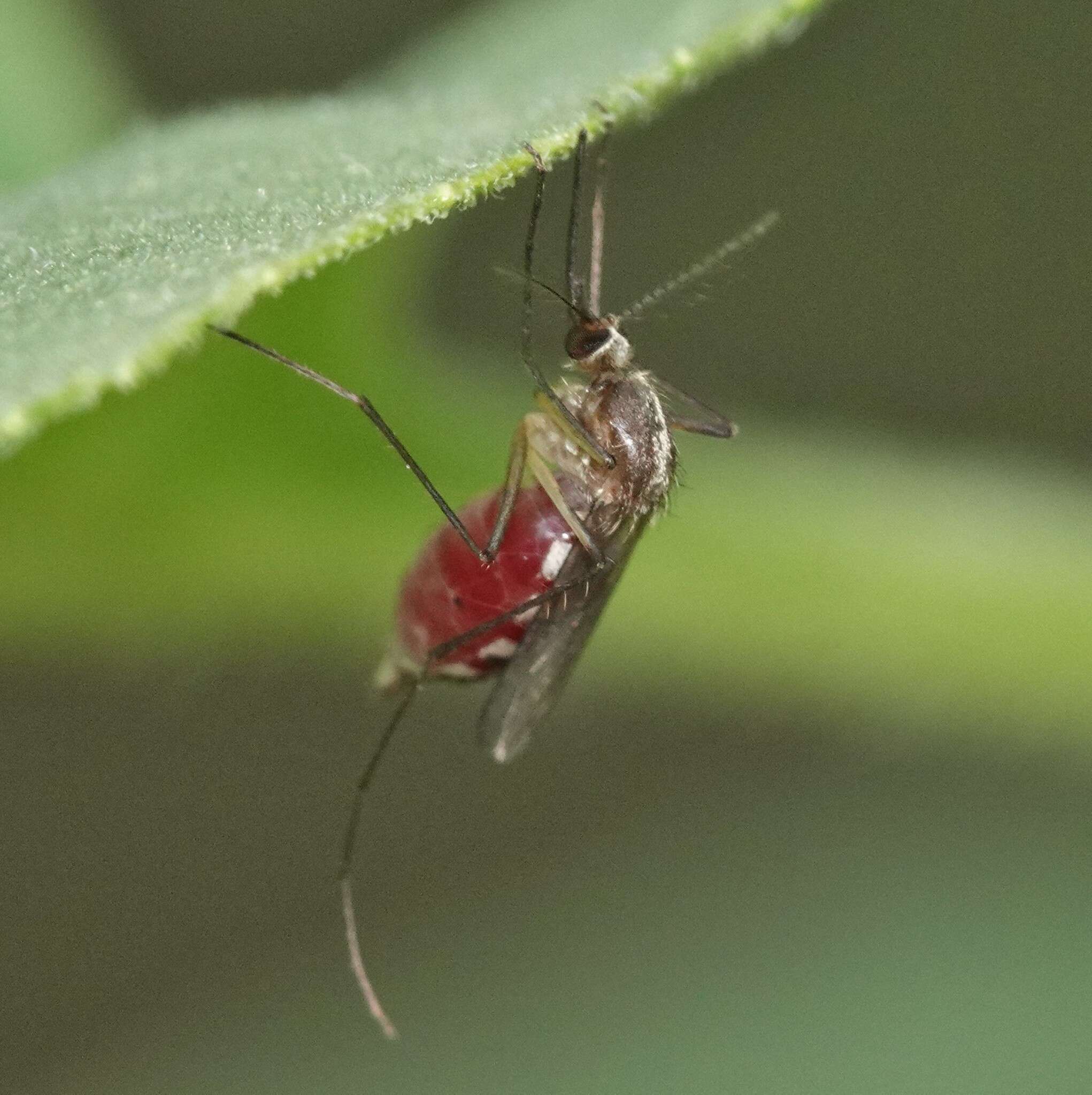 Image of Aedes atlanticus Dyar & Knab 1906