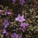 صورة Rhododendron nivale Hook. fil.