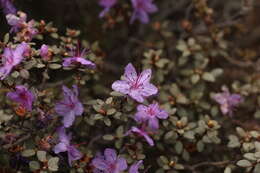 Imagem de Rhododendron nivale Hook. fil.