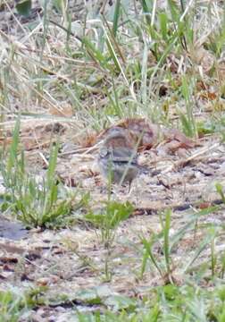 Image of Junco hyemalis dorsalis Henry 1858