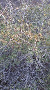 Image of Rhamnus lycioides subsp. graeca (Boiss. & Reuter) Tutin