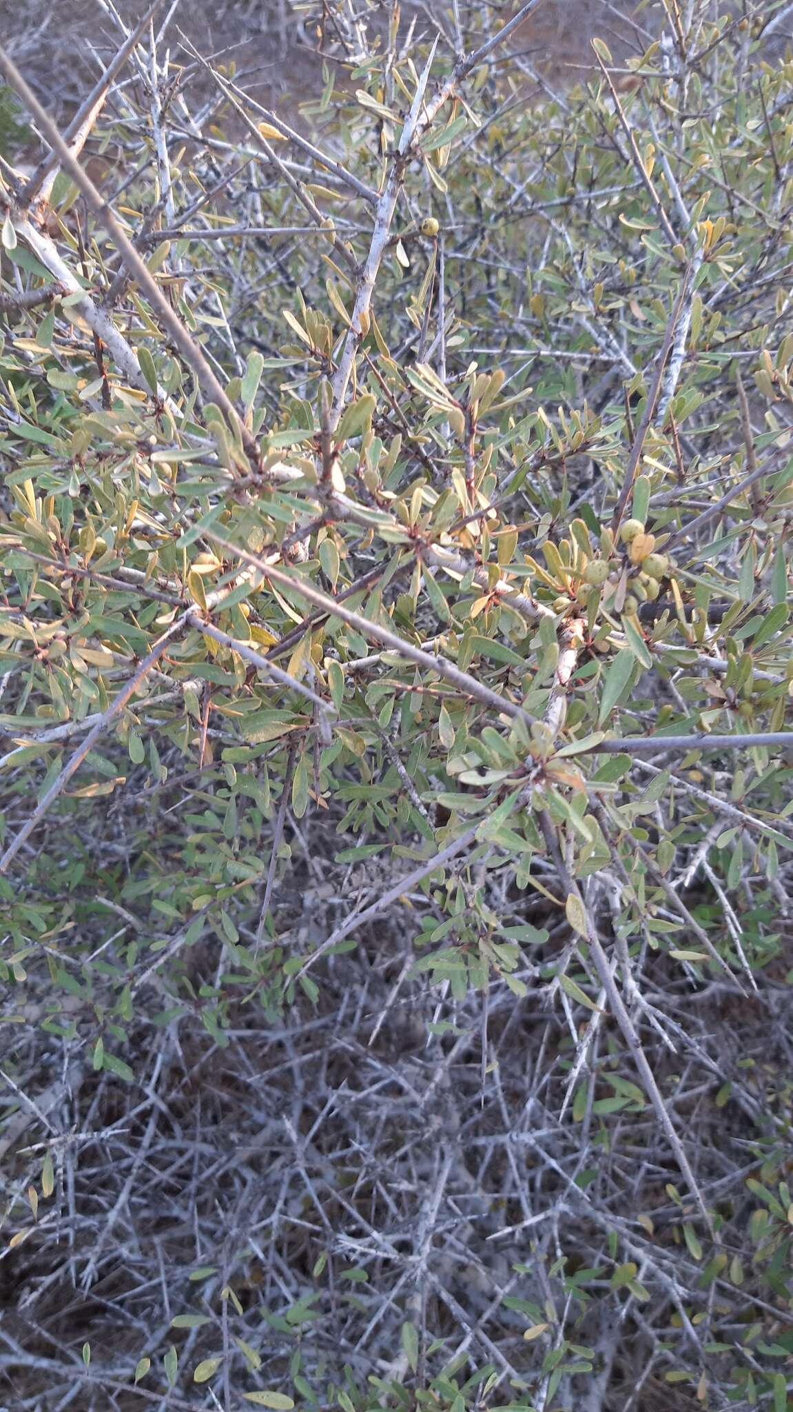 Image of Rhamnus lycioides subsp. graeca (Boiss. & Reuter) Tutin