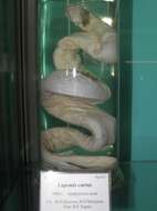 Image of Shaw's Sea Snake