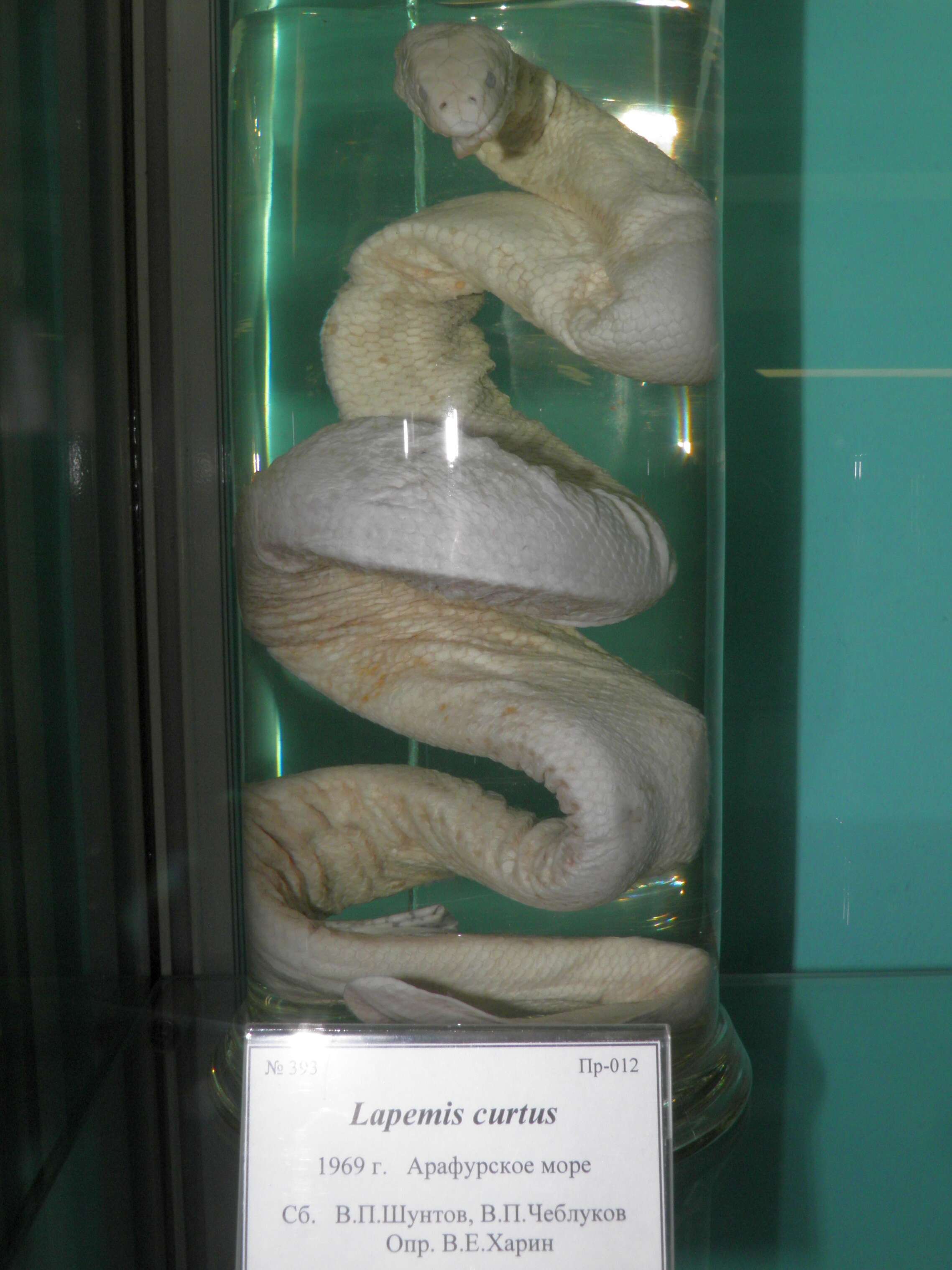 Image of Shaw's Sea Snake