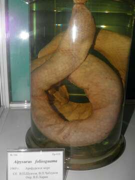 Image of Leaf-scaled Sea Snake