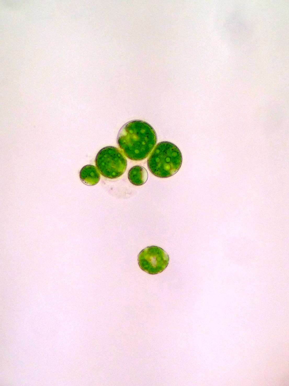 Image of Haematococcus lacustris