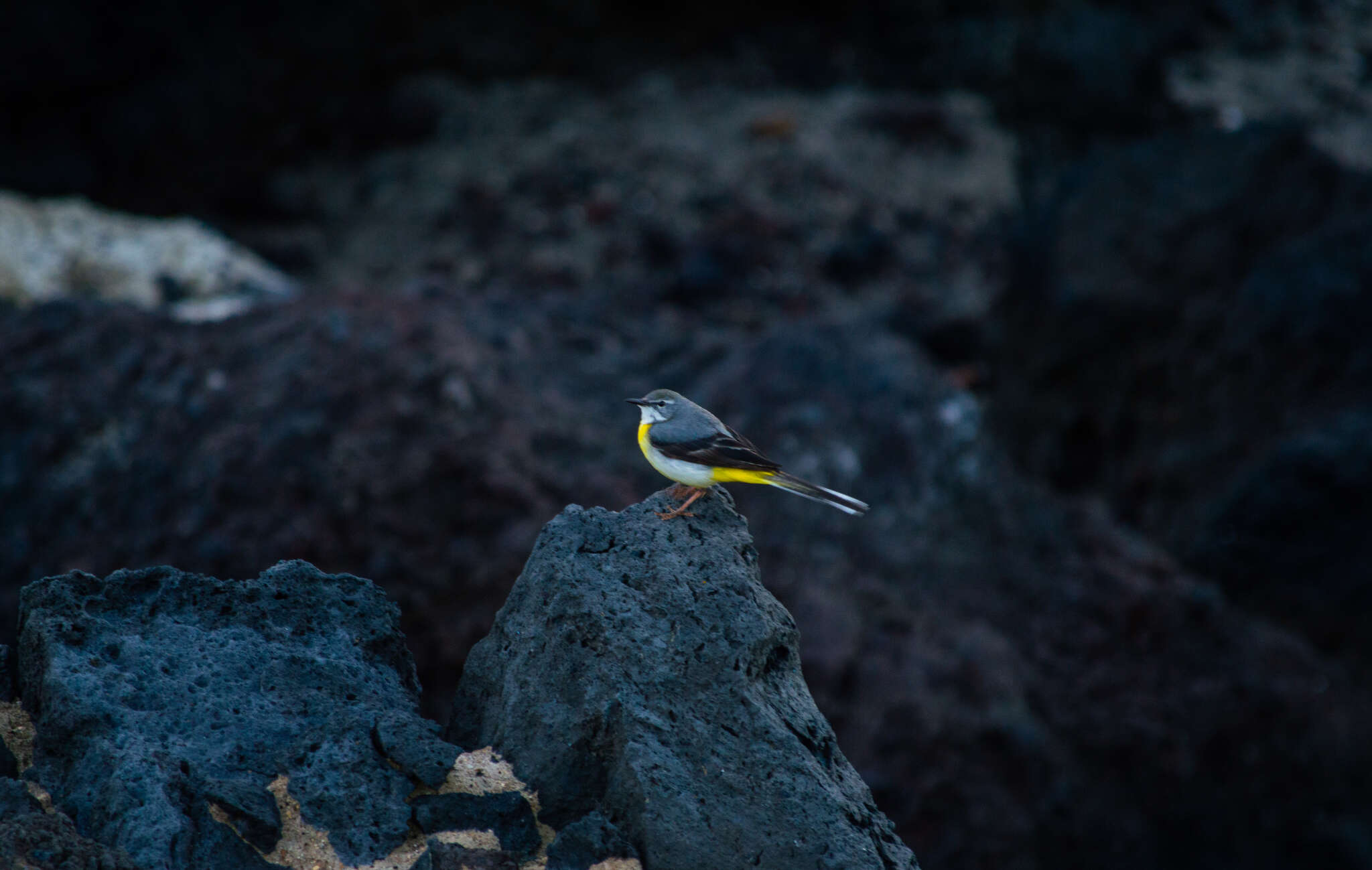 Image of Motacilla cinerea patriciae Vaurie 1957