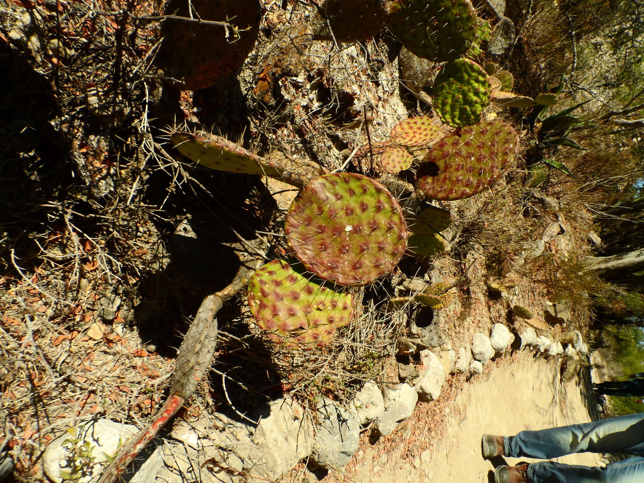 Image of Opuntia depressa Rose