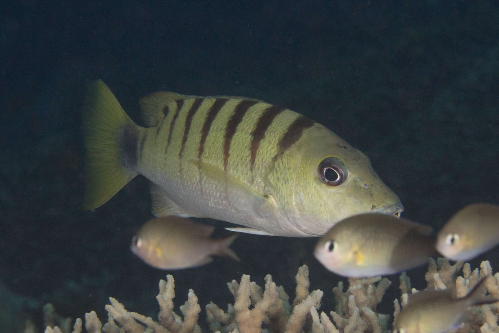 Image of Black-banded seaperch