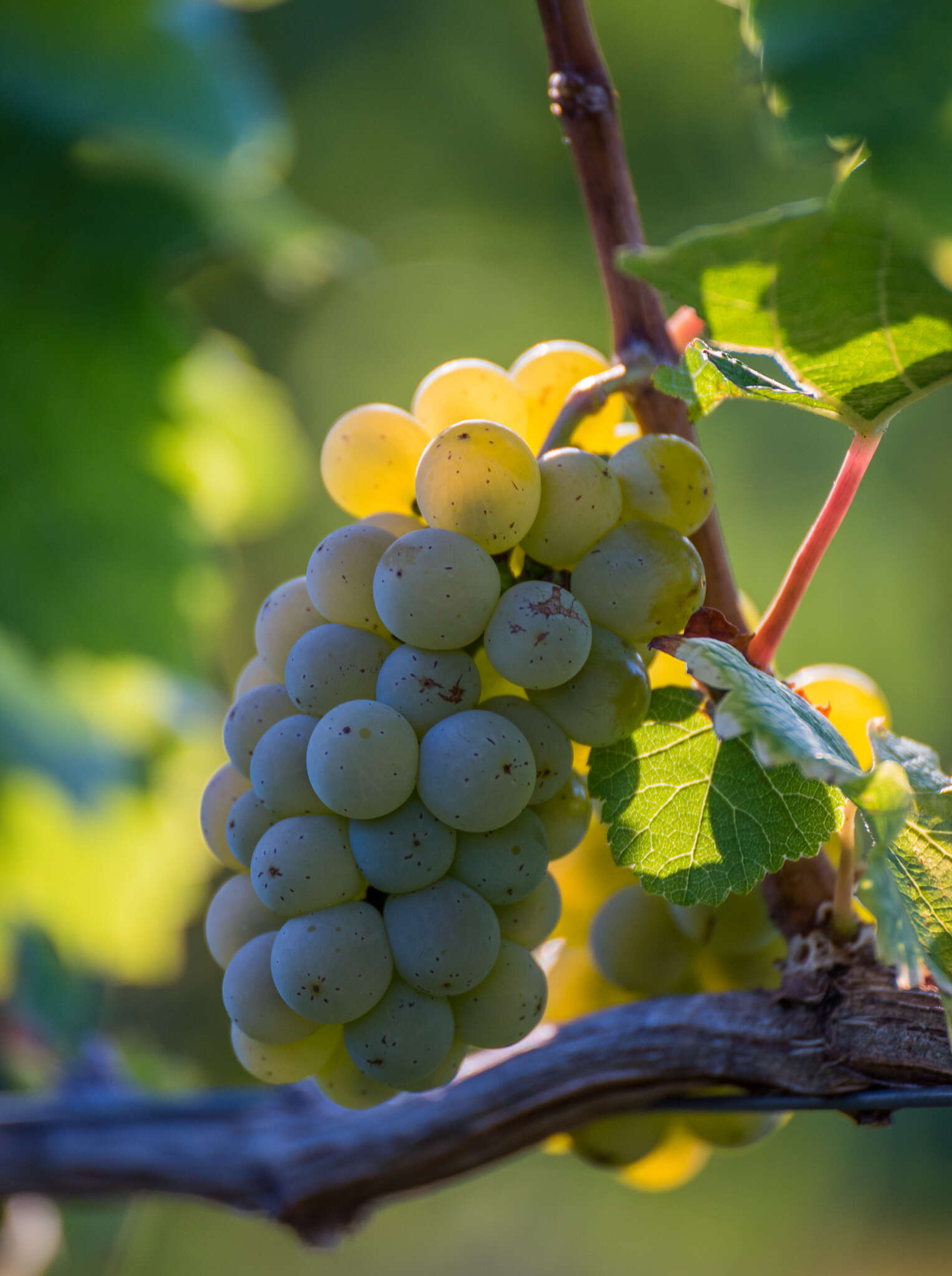 Image of wine grape