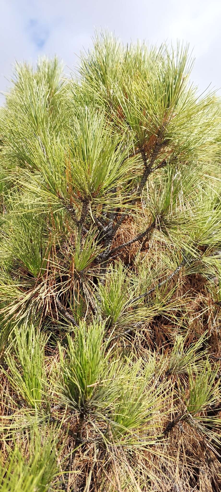 Image of Afghan pine