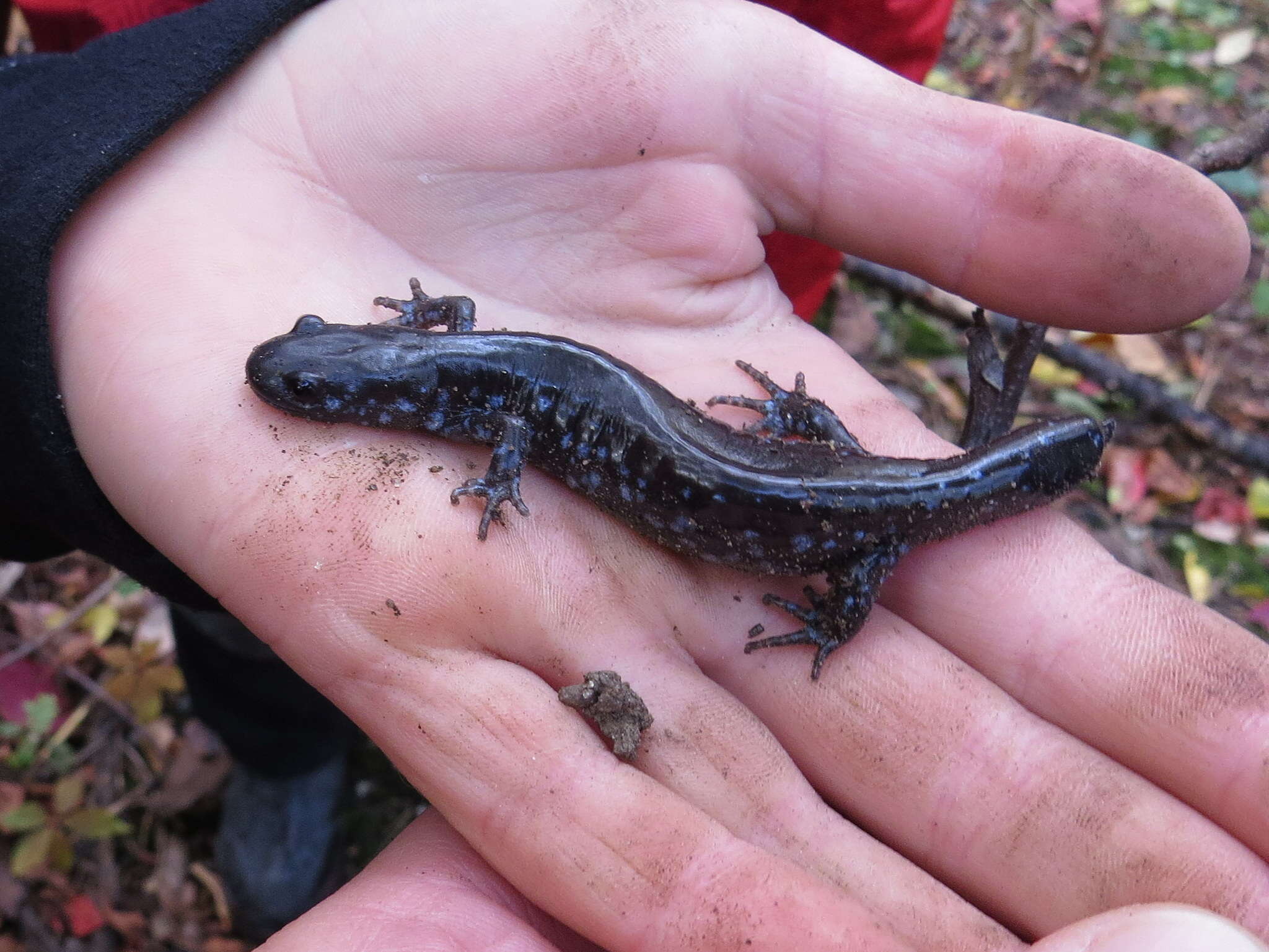 صورة Ambystoma laterale Hallowell 1856