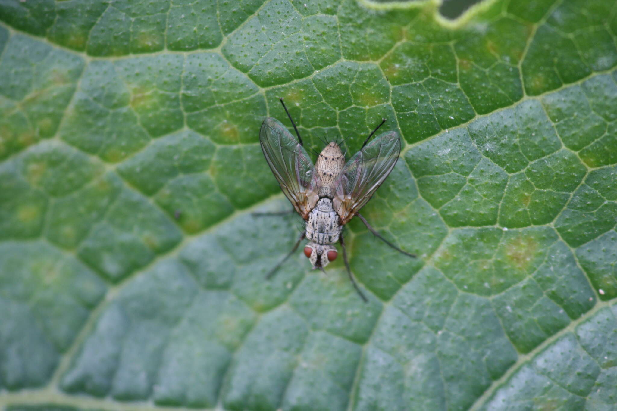 Image of Dinera grisescens (Fallen 1817)