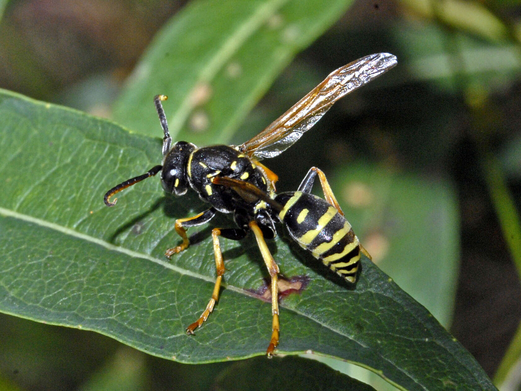 Image of Polistes biglumis (Linnaeus 1758)