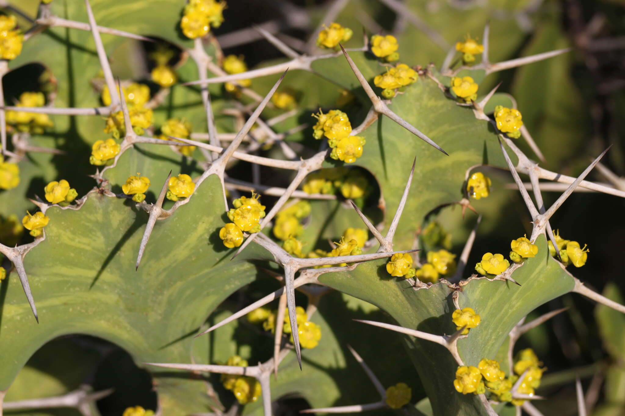 Euphorbia grandicornis subsp. grandicornis resmi