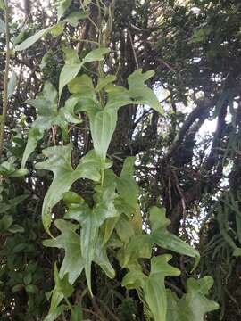 Image of Dioscorea brachybotrya Poepp.