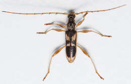 Image of Coptocercus trimaculatus (Hope 1841)
