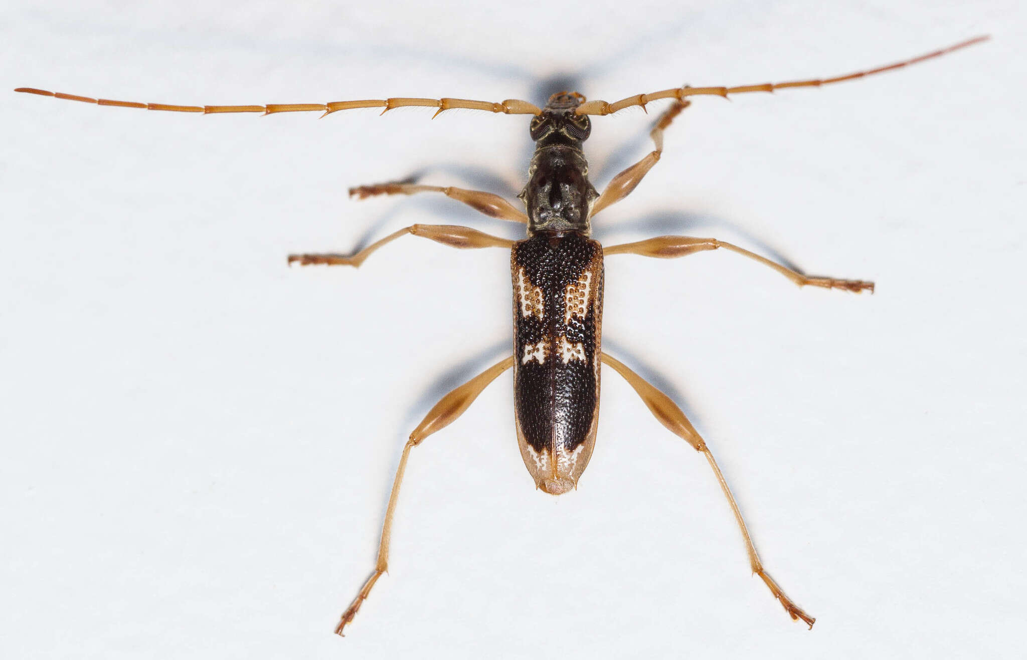 Image of Coptocercus trimaculatus (Hope 1841)