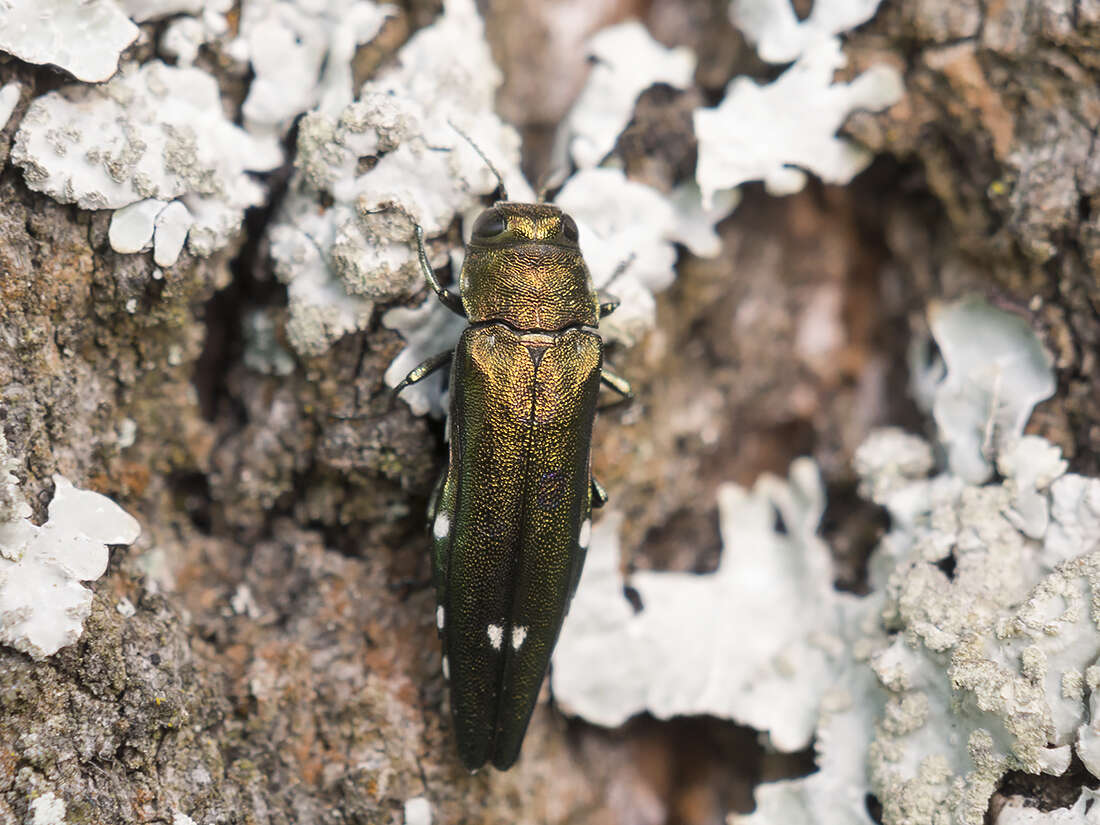 Image of Oak Splendor Beetle