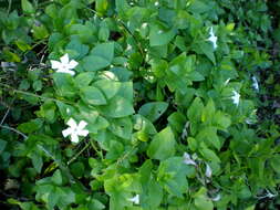 Image of Vinca difformis Pourr.