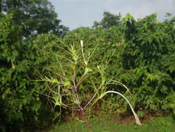 Image de Rhamphicarpa elongata (Hochst.) O. J. Hansen