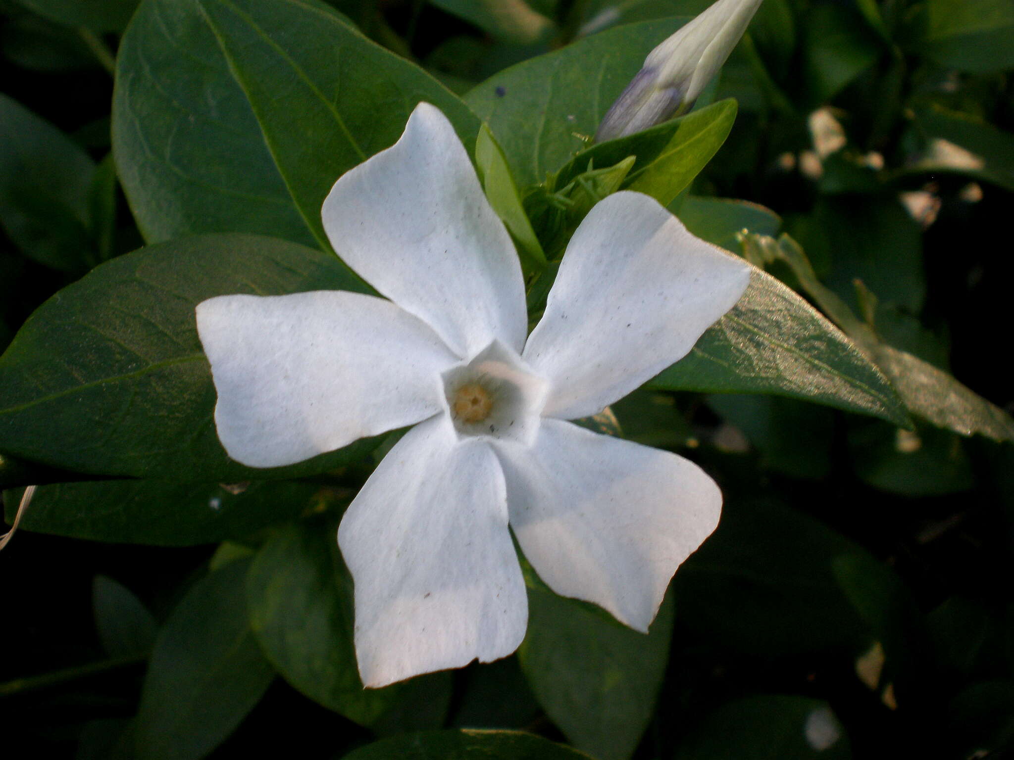 Image of Vinca difformis Pourr.