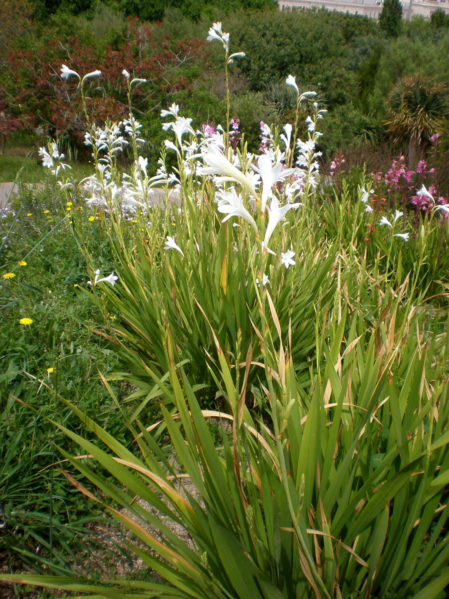 Imagem de Watsonia borbonica (Pourr.) Goldblatt