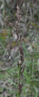 Image of Lepidosperma longitudinale Labill.