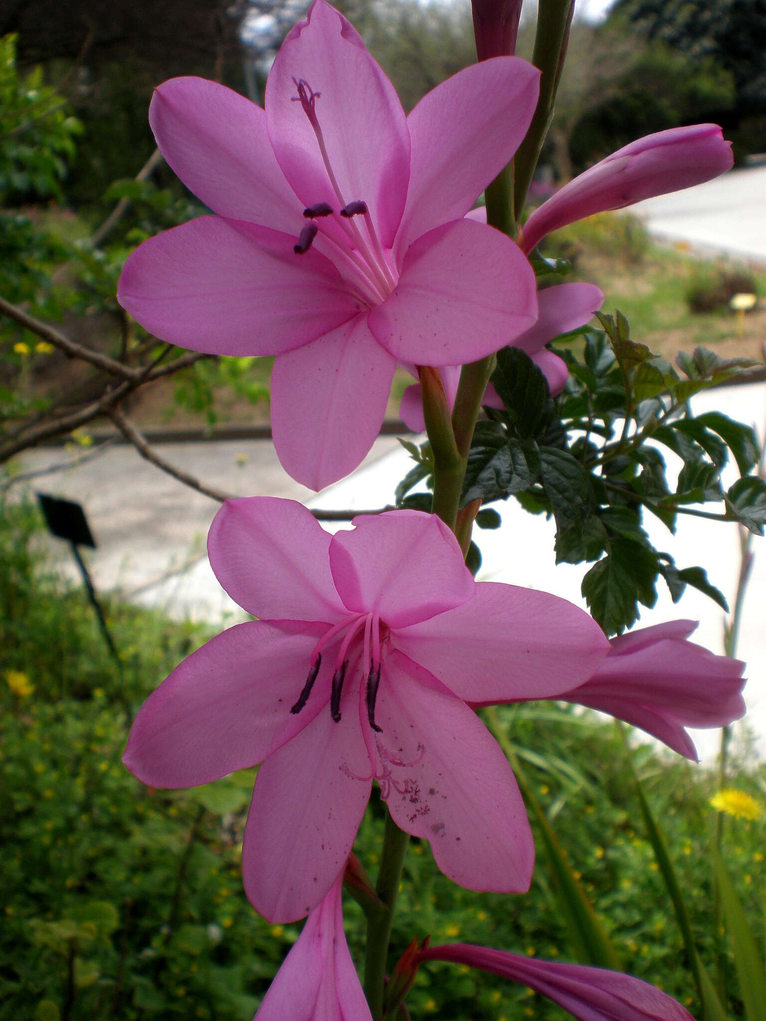 Imagem de Watsonia borbonica (Pourr.) Goldblatt