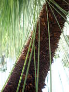 Image of Xanthorrhoea glauca D. J. Bedford