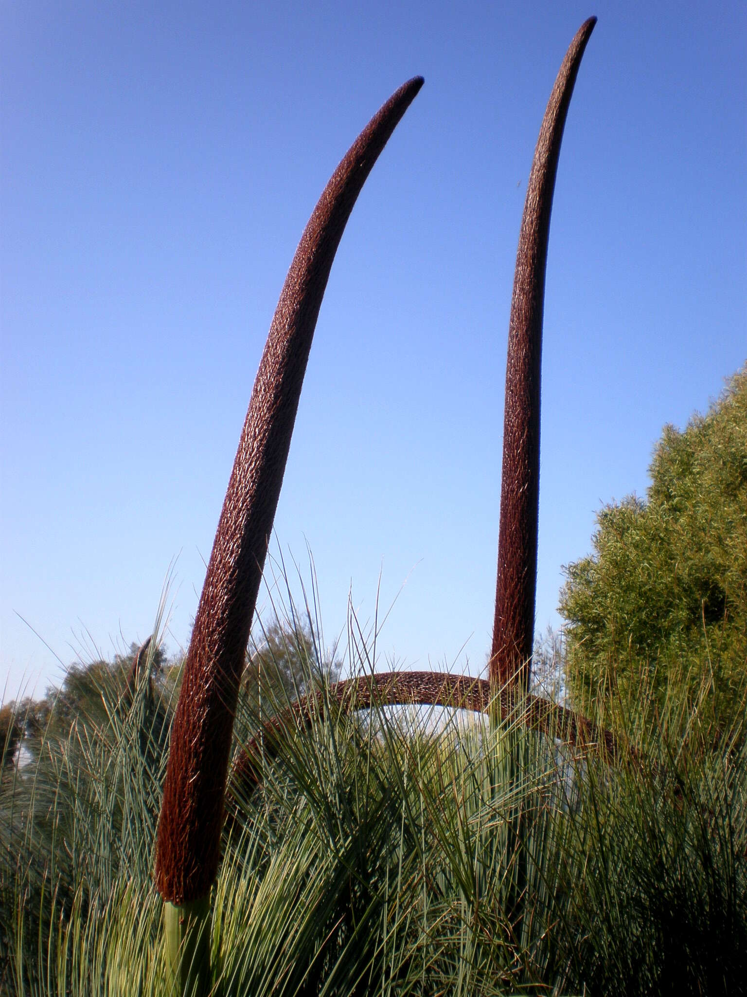 Image of Xanthorrhoea glauca D. J. Bedford