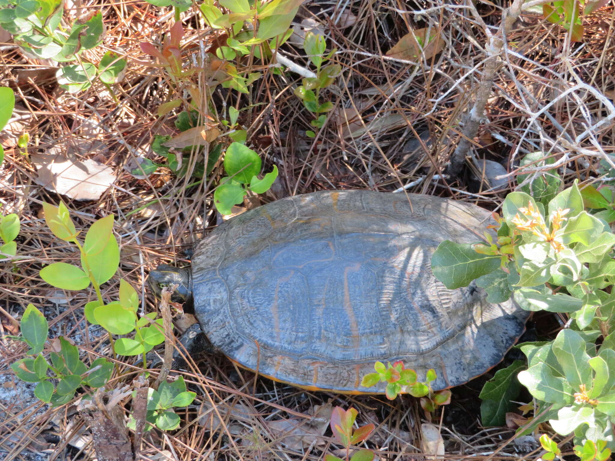 Image of Florida Cooter