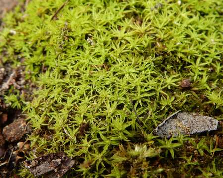 Trichostomum brachydontium Bruch ex F. A. Müller 1829的圖片