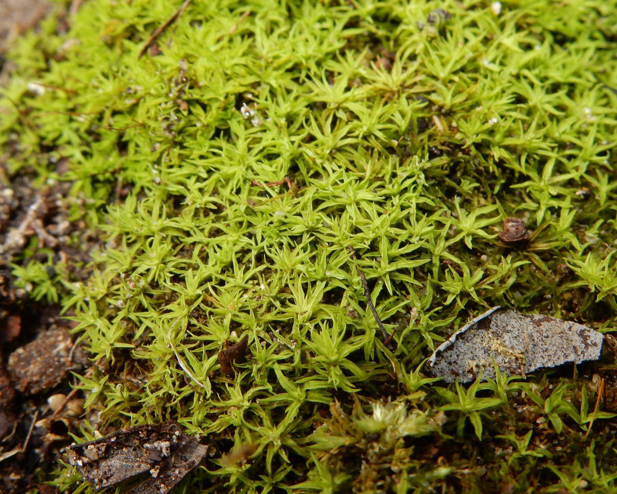 Image of trichostomum moss