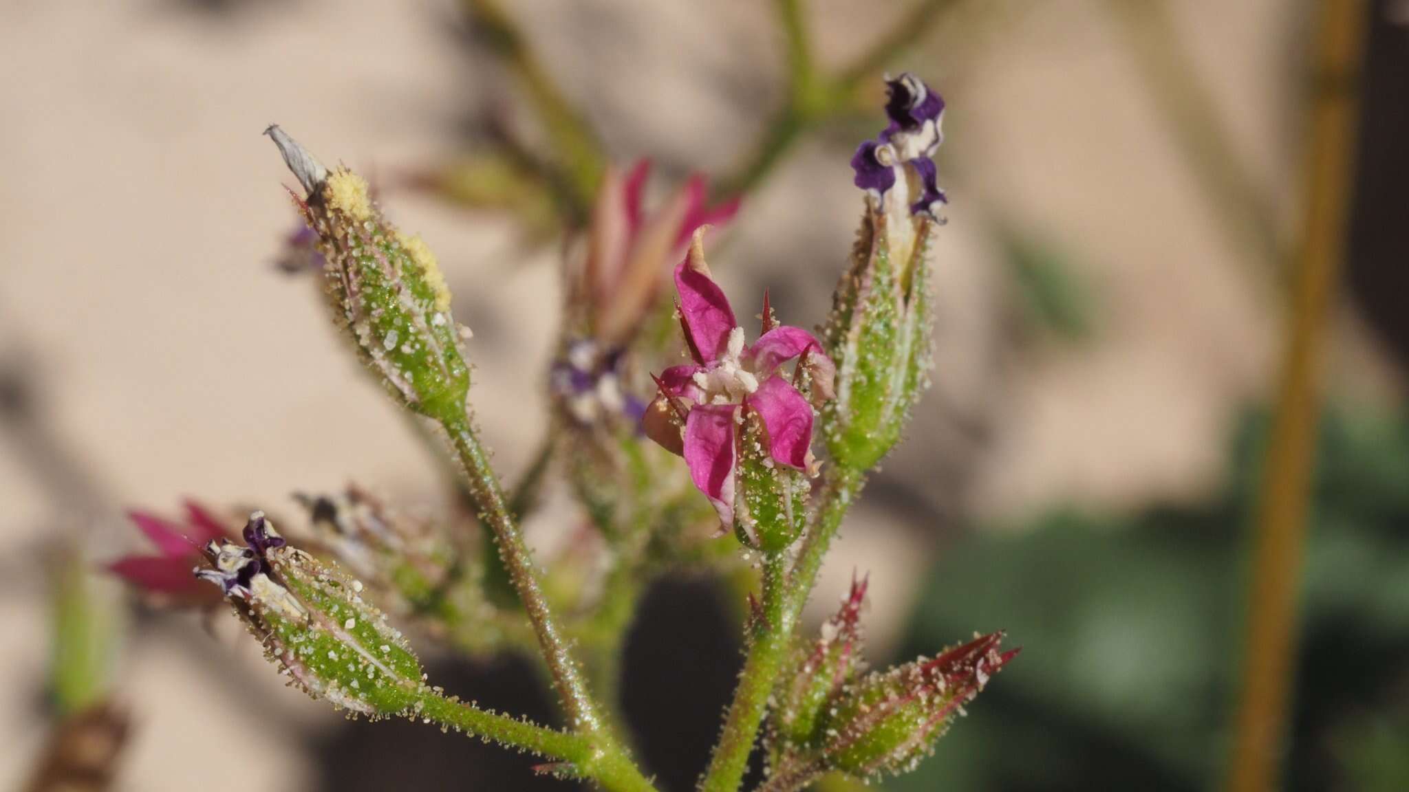 Image of broadleaf gilia