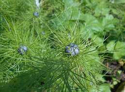 Plancia ëd Nigella damascena L.