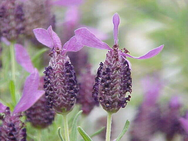 Image of French lavender