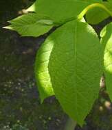 Image of Pterostyrax hispidus Sieb. & Zucc.