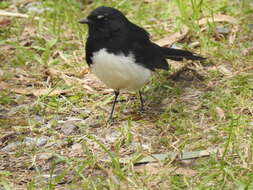 Image of Willie Wagtail