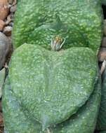 Image of Gasteria nitida var. armstrongii (Schönland) van Jaarsv.