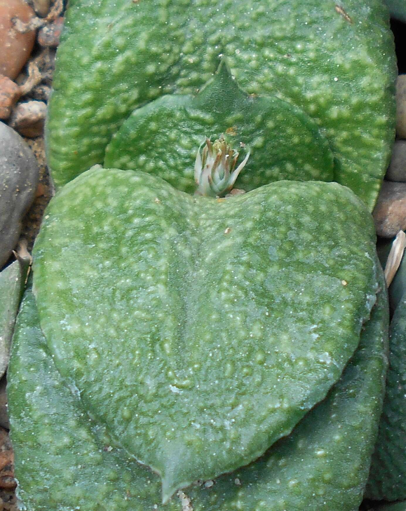 Image of Gasteria nitida var. armstrongii (Schönland) van Jaarsv.