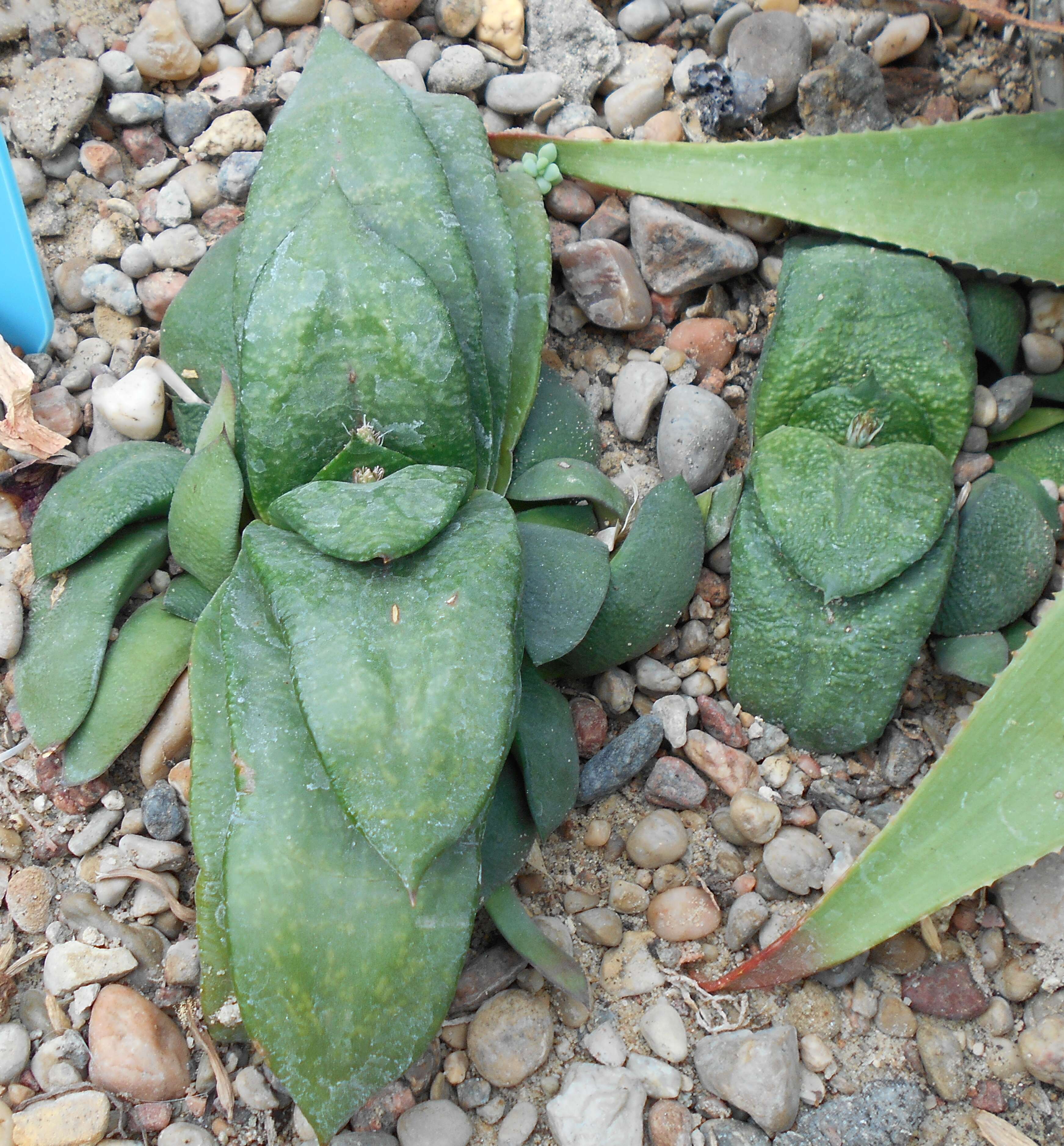 Image of Gasteria nitida var. armstrongii (Schönland) van Jaarsv.