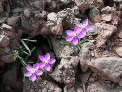 صورة Spergularia purpurea (Pers.) G. Don fil.