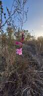 Image of Watsonia laccata (Jacq.) Ker Gawl.